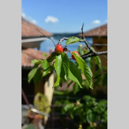Relax In Terrazza Con Vista Unica E Piscina 公寓 贝尔吉拉泰